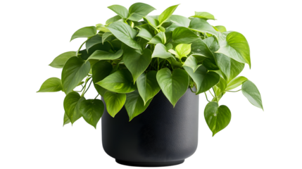 Vibrant green pothos plant with cascading leaves in a sleek black ceramic pot, perfect for contemporary decor. Isolated on transparent background