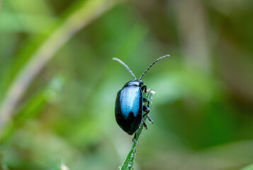 Closeup of a small alder leaf beetle, agelastica alni, insect climbing up on green grass and reeds on a winter day