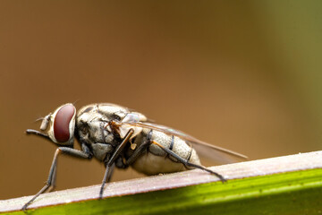 Close-up macro shot House fly, Fly, House fly on leaf. Fly  Super-macro