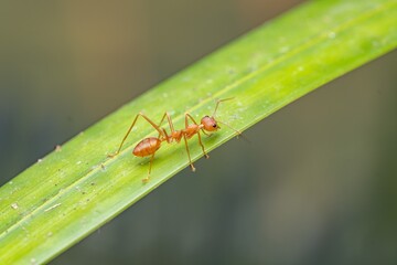 Black ant on a leaf. Black ant on a leaf Close-up of weaver ants (Oecophylla smaragdina), weaver ants or rangrang ants, and macro weaver ants in green foliage