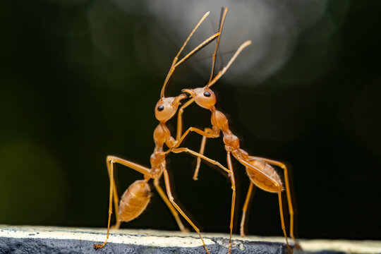 Close up of a weaver ant or croto ant, an ant with a Latin name (Oecophylla smaragdina), macro shot of a weaver ant walking on a tree branch