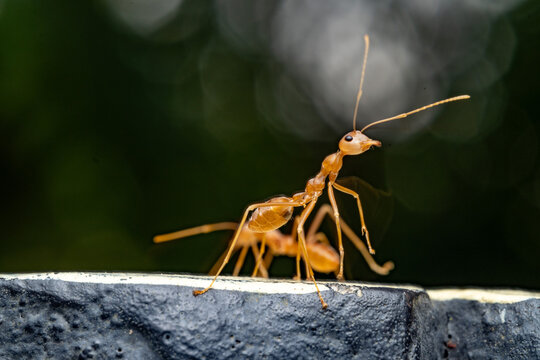 Close up of a weaver ant or croto ant, an ant with a Latin name (Oecophylla smaragdina), macro shot of a weaver ant walking on a tree branch