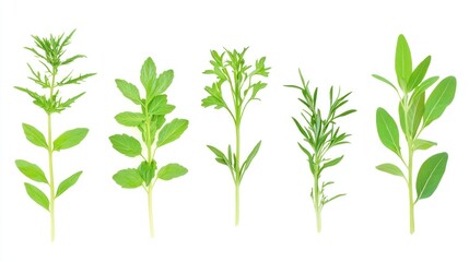 Naklejka premium Five fresh herb sprigs isolated on white.