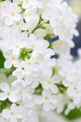 Blooming lilac flowers. Macro photo.