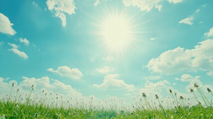 Sunny day, fluffy clouds over green field with dandelion seed heads.