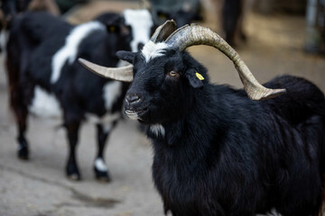 portrait of a black goat at an animal sanctuary