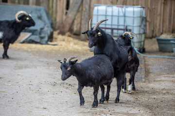 goats mating