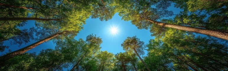 Obraz premium Sun shining through lush green forest canopy. (1)