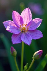 A delicate purple flower with intricate details, delicate, spring, garden