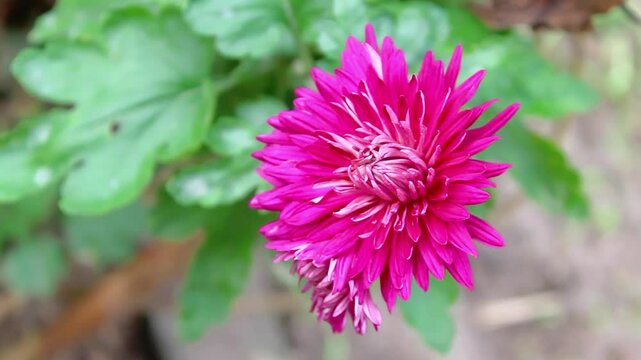Chrysanthemum, Spoon Mums or chrysanths video footage 