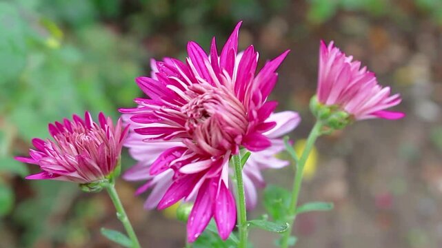 Chrysanthemum, Spoon Mums or chrysanths video footage 