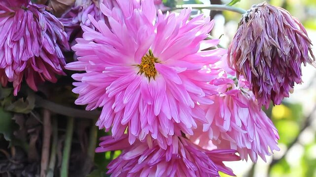 Chrysanthemum, Spoon Mums or chrysanths video footage 