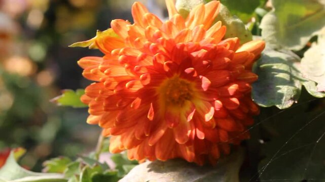 Chrysanthemum, Spoon Mums or chrysanths video footage 