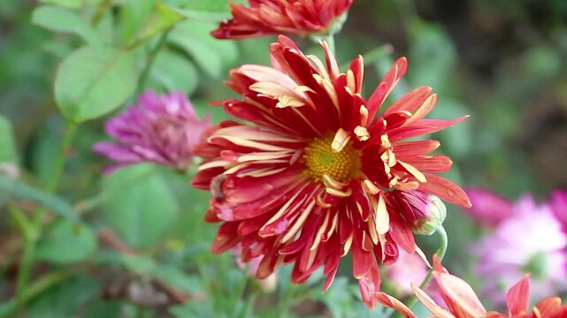Chrysanthemum, Spoon Mums or chrysanths video footage 