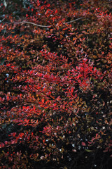 Barberry bush with autumnal foliage. Berberis vulgaris or Berberis thunbergi in the garden