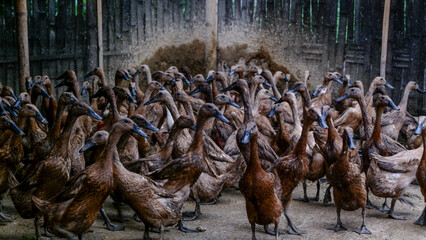flock of ducks on a farm