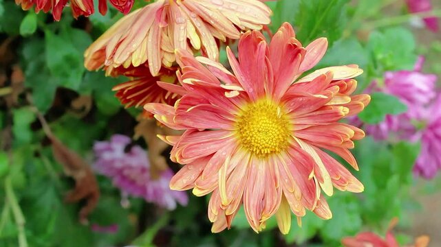 Chrysanthemum, Spoon Mums or chrysanths video footage 