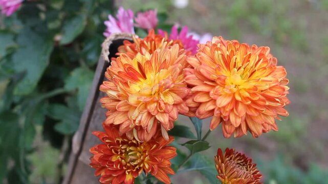 Chrysanthemum, Spoon Mums or chrysanths video footage 