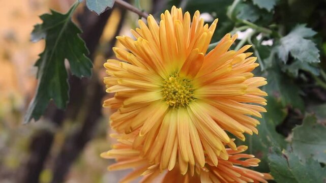 Chrysanthemum, Spoon Mums or chrysanths video footage 