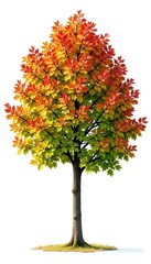 Fototapeta premium Autum leaves of chestnut tree isolated on white background, tree isolation, deciduous trees, aesculus hippocastanum