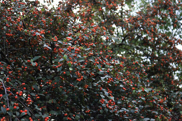 Cotoneaster franchetii or Franchet Cotoneaster bush with manry red berries on branches on autumn season