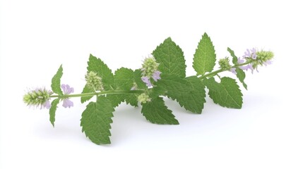 Fresh mint sprig with pale purple flowers isolated on white.