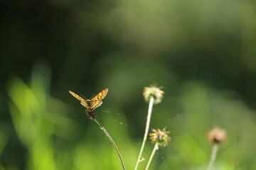 una farfalla su un fiore in un bosco