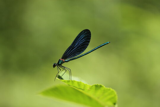 una libellula in estate
