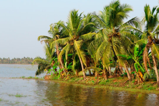 tree on the lake of upper kuttanad