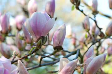 Obraz premium Magnolia. spring magnolia flowers, natural soft floral background. beautiful flowers, delicate magnolia, in the garden or park. pink flower in nature, close-up. flowering season, spring time