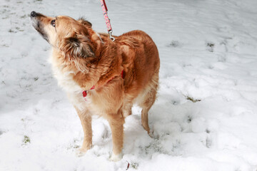 A cute dog playing in the snow.