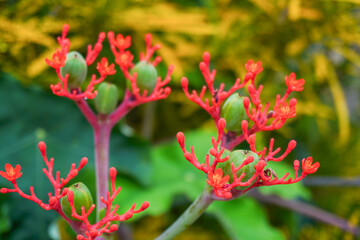Close up of Jatropha Podagrica flower or Balinese castor flower or decorative castor flower. A plant that has many benefits, one of which is for health.