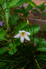 Zephyranthes Candida flower or White Rain Lily or chocolate flower is one type of medicinal plant