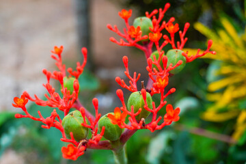 Close up of Jatropha Podagrica flower or Balinese castor flower or decorative castor flower. A plant that has many benefits, one of which is for health.