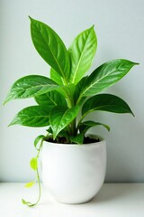Aglaonema plant in white pot with lush green leaves and trailing vines, botany, indoor plants