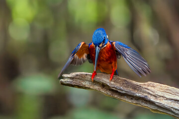 The blue-eared kingfisher (Alcedo meninting) is found in Asia