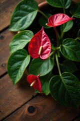Anthurium clarinervium leaves and stems on a brown wooden table, closeup, wood, clarinervium
