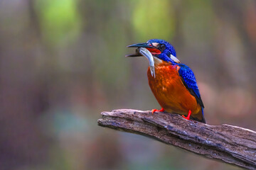 The blue-eared kingfisher (Alcedo meninting) is found in Asia