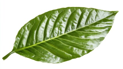 Obraz premium Glossy green leaf with veins, isolated.