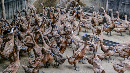 flock of ducks on a farm