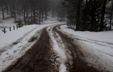 Snowy and muddy road winding through a foggy forest