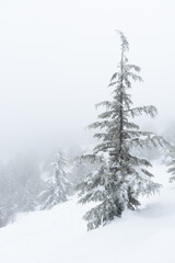 Lonely snow covered pine tree in the mountain in winter. Mist at the forest wintertime. Troodos mountains Cyprus