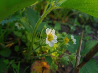 Strawberry Plant Blossoming in Spring
