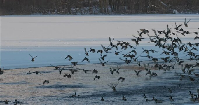 The mallard wild duck - Anas platyrhynchos take off from winter river. dabbling duck that breeds throughout the temperate and subtropical Americas, Eurasia, and North Africa.