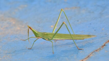 Strange grasshopper
