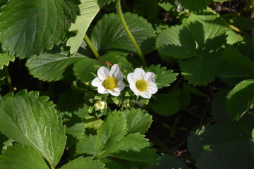 Strawberry Plant Blossoming in Spring