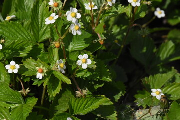 Strawberry Plant Blossoming in Spring