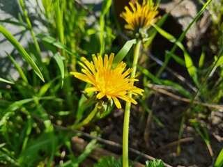 Bright Yellow Dandelion in Bloom