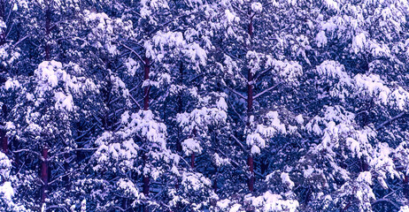 Winter landscape filled with snow-covered pine trees in a serene forest setting during a tranquil afternoon