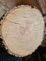 Naklejka premium Freshly Sawn Wood Ready for Use